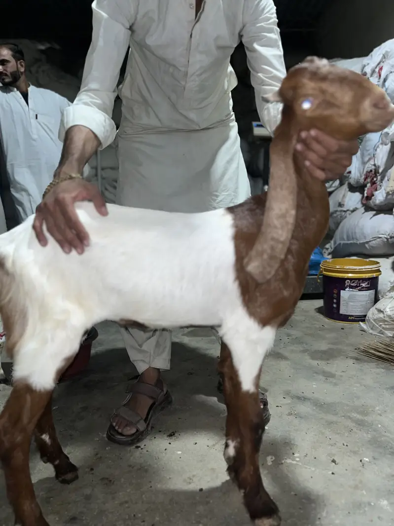Abluck pateeri kamori 6 months age Paath vaccinated — photo 3