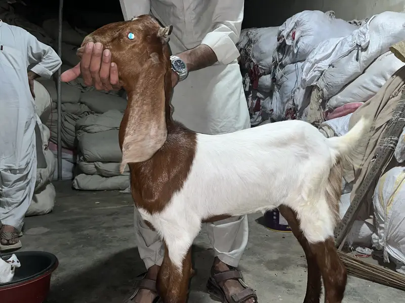 Abluck pateeri kamori 6 months age Paath vaccinated — photo 4