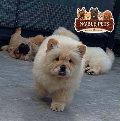 Chow chow pedigree international passport puppies available for sale