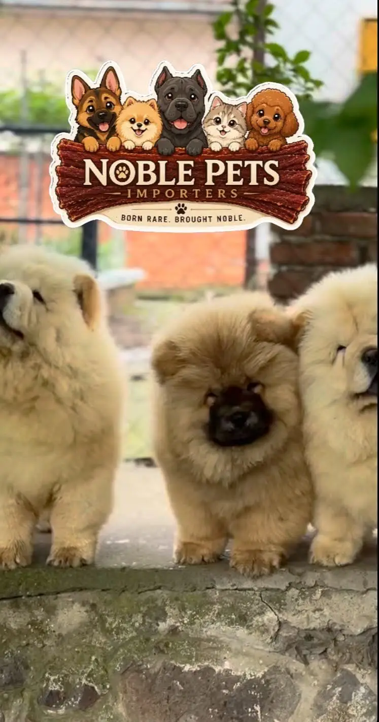 Chow chow pedigree international passport puppies available for sale — photo 6