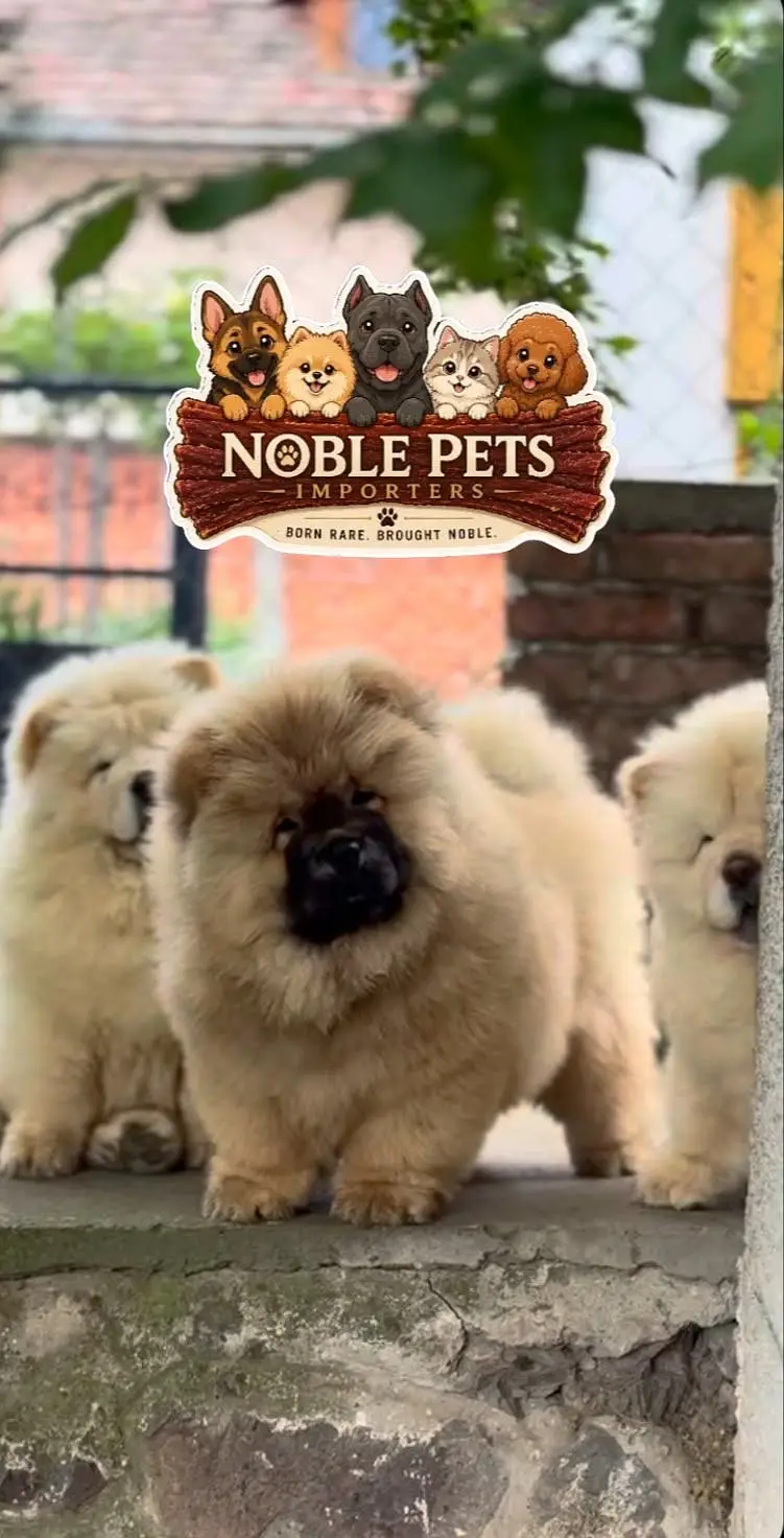 Chow chow pedigree international passport puppies available for sale — photo 7