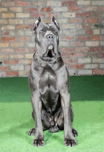 Cane Corso pedigree international passport puppies available for sale