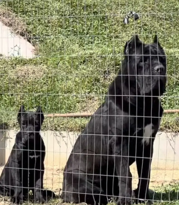 Cane Corso pedigree international passport puppies available for sale — photo 3