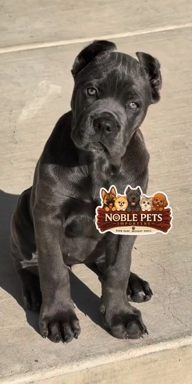 Cane Corso pedigree international passport puppies available for sale — photo 6