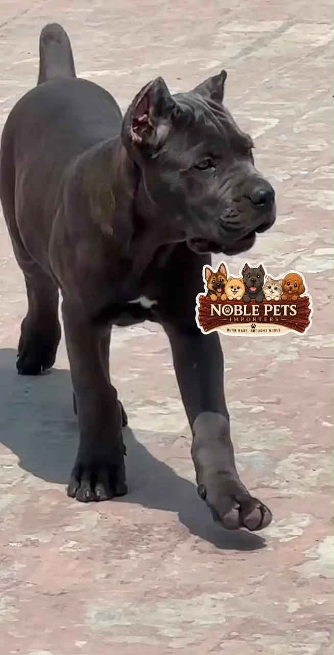 Cane Corso pedigree international passport puppies available for sale — photo 7