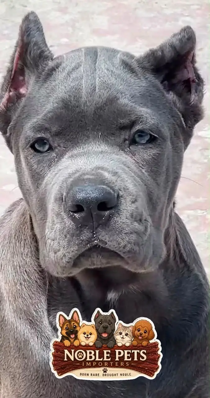 Cane Corso pedigree international passport puppies available for sale — photo 8