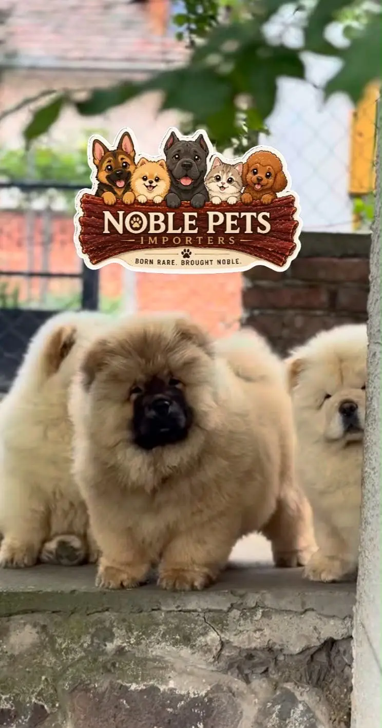Chow chow pedigree with international passport puppies available here — photo 4