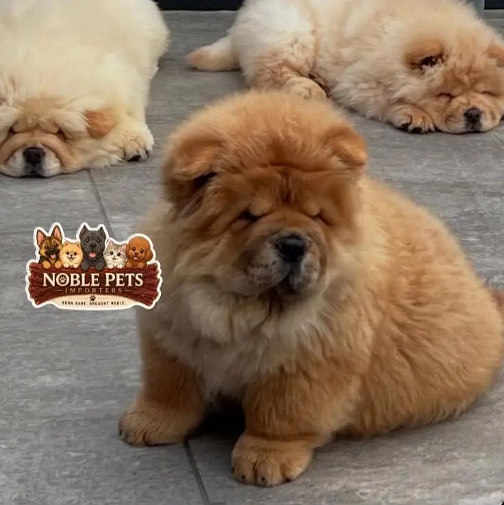 Chow chow pedigree with international passport puppies available here — photo 5