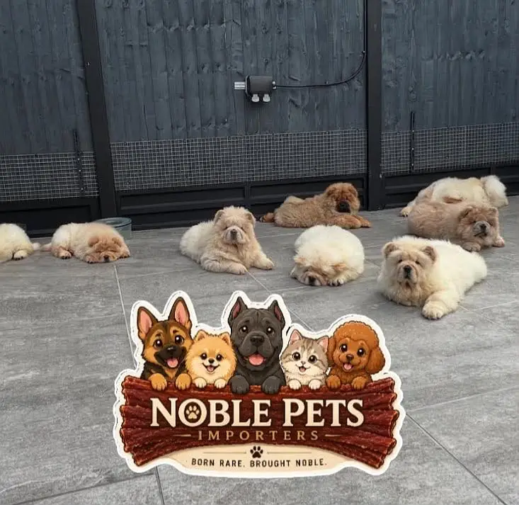 Chow chow pedigree with international passport puppies available here — photo 6