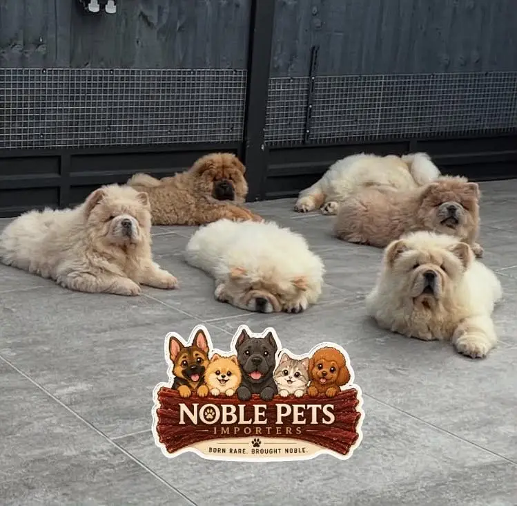 Chow chow pedigree with international passport puppies available here — photo 7