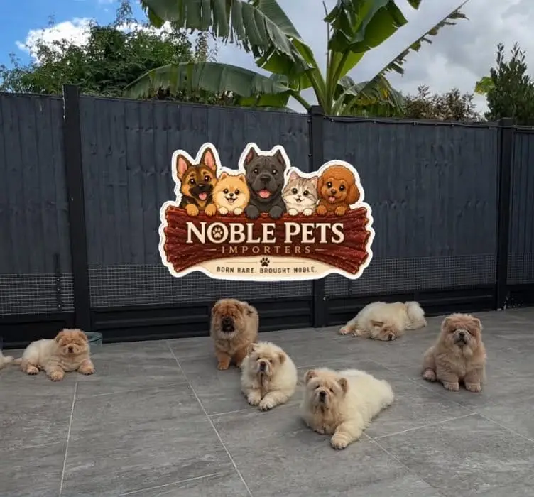 Chow chow pedigree with international passport puppies available here — photo 8
