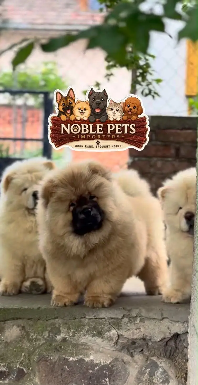 Chow chow pedigree with international passport puppies available here — photo 9