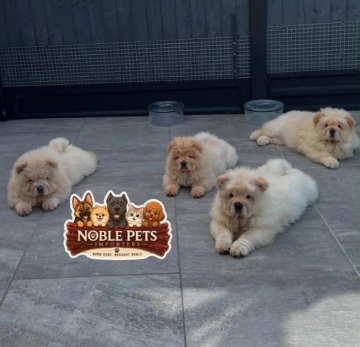 Chow chow pedigree with international passport puppies available here — photo 10