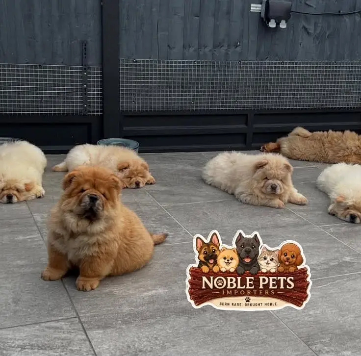 Chow chow pedigree with international passport puppies available here — photo 11