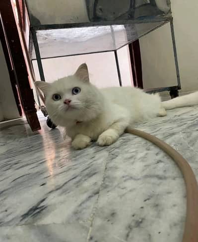 Pure White Male Persian Cat with Blue/Rare Eyes Available!