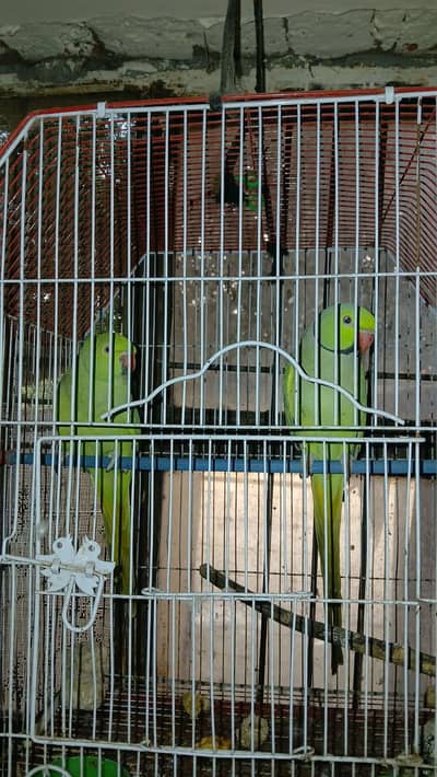 Active Parrot Pair (very Beautiful)