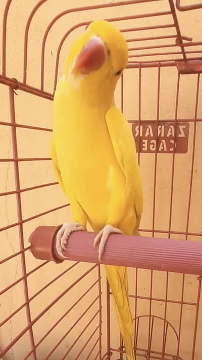 Yellow ringneck male female