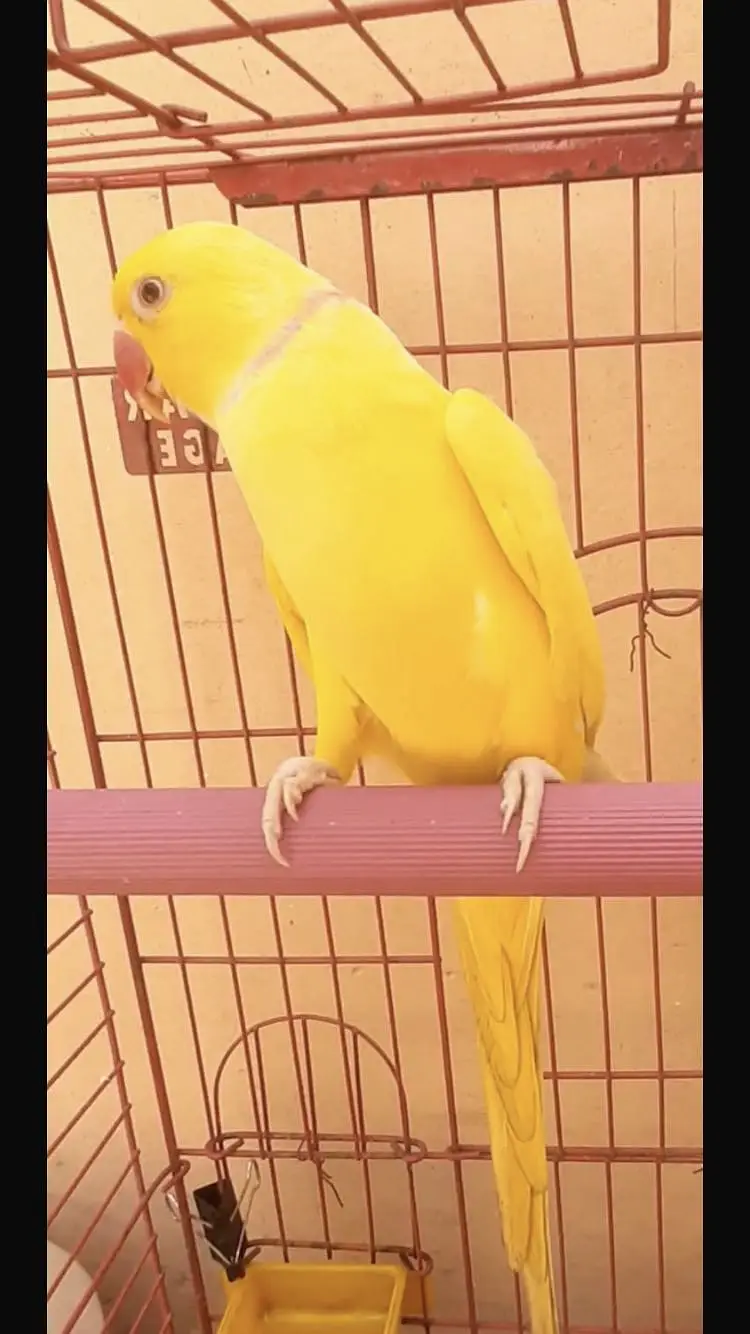 Yellow ringneck male female — photo 3