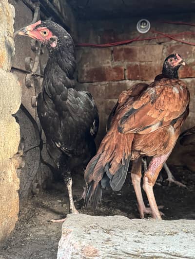 High Quality Mianwali Aseel Females