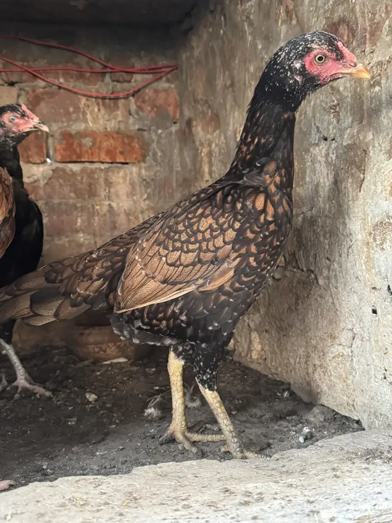 High Quality Mianwali Aseel Females — photo 2