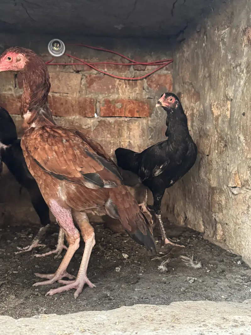High Quality Mianwali Aseel Females — photo 4
