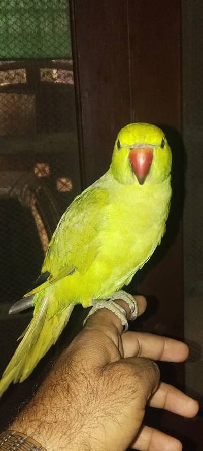 Parrot for sale