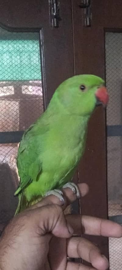 Parrot for sale