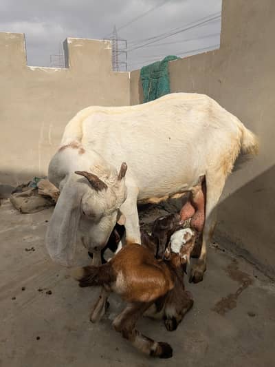 Healthy Tapri Bakri with 2 Kids(Male Female) – Excellent Milk