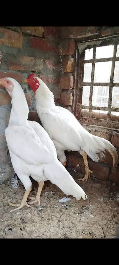 Hera aseel pair