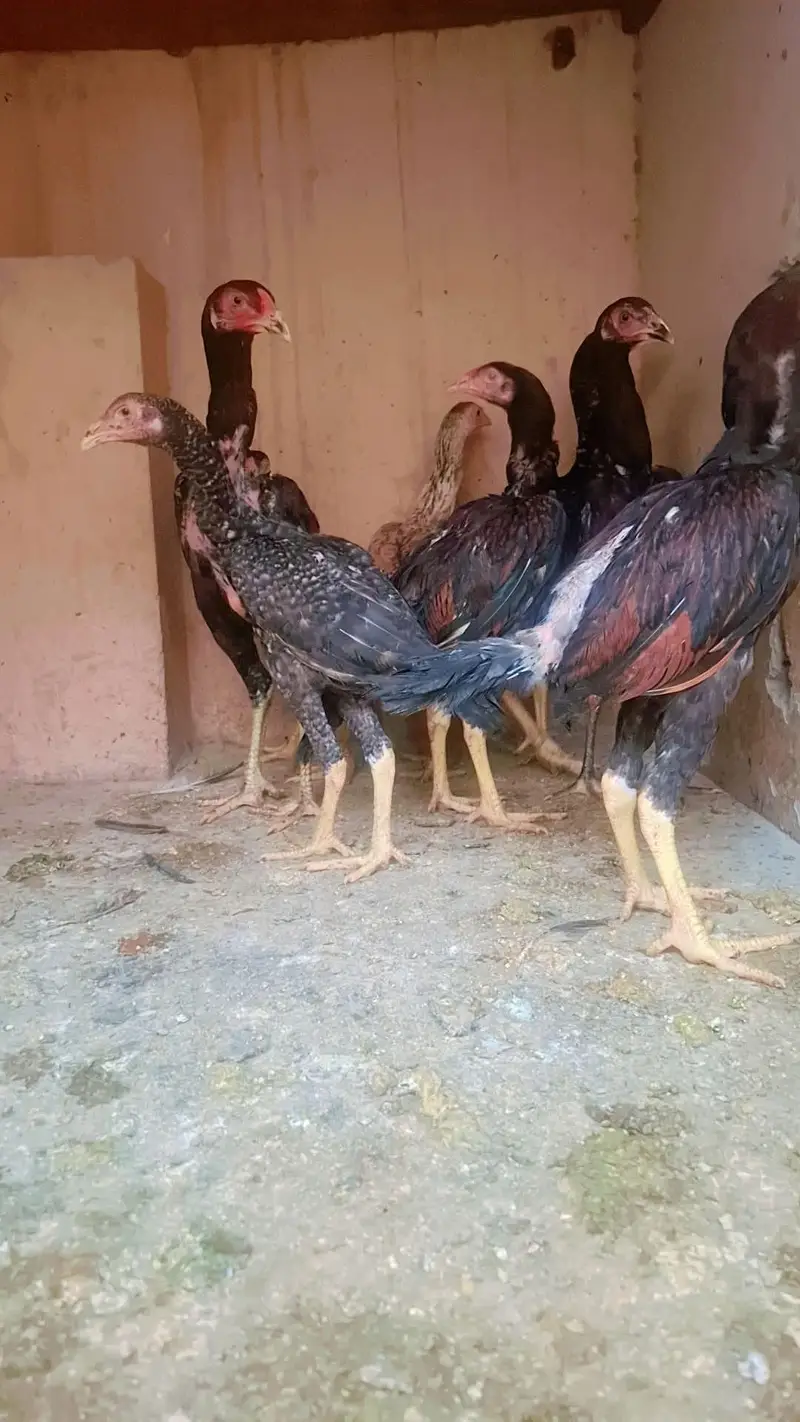 japni shamo aseel — photo 2