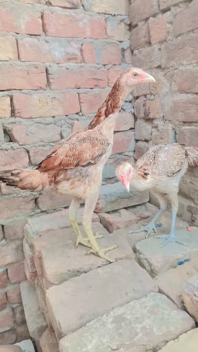 pure burmai breed ha