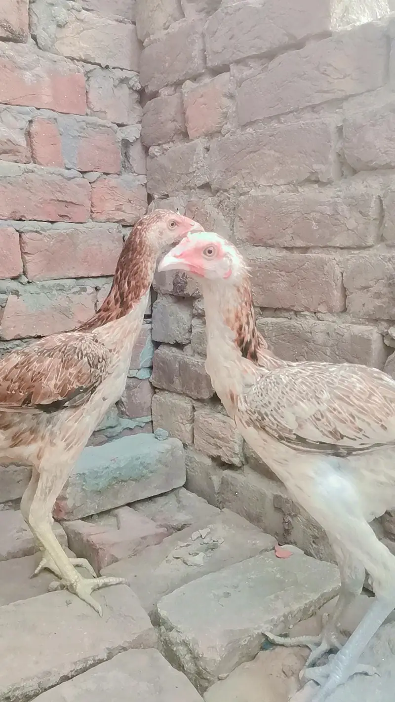 pure burmai breed ha — photo 3