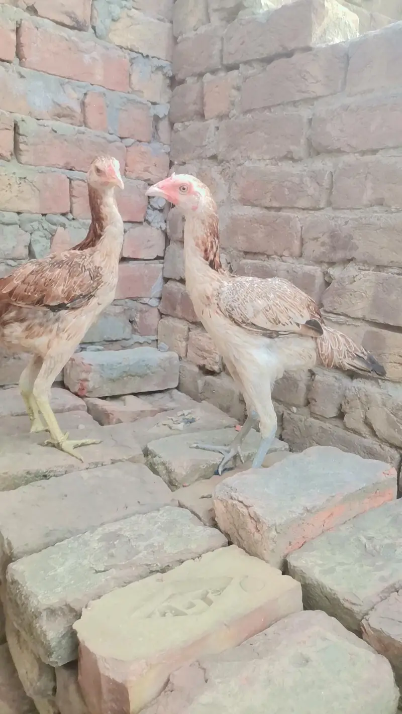 pure burmai breed ha — photo 4
