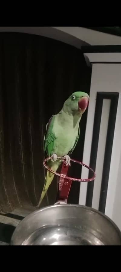 talking raw parrot