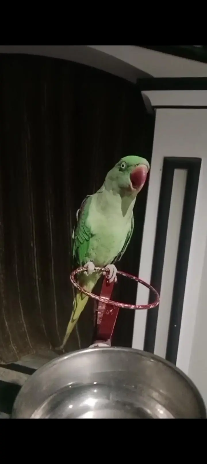 talking raw parrot — photo 2