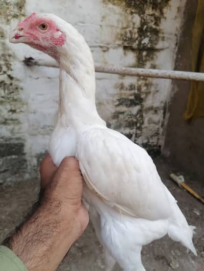 Heera aseel hen