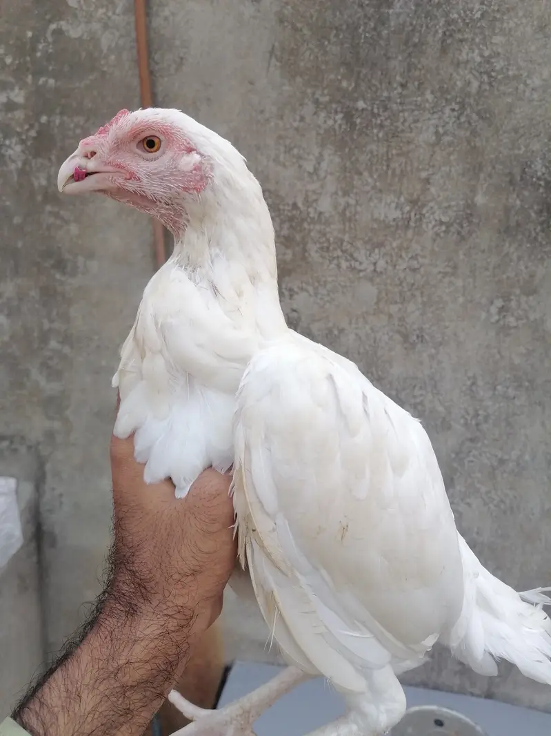 Heera aseel hen — photo 2