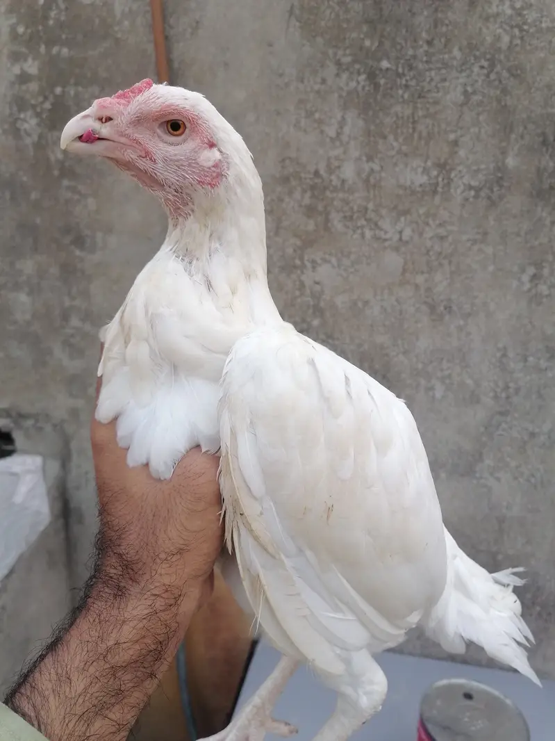 Heera aseel hen — photo 3