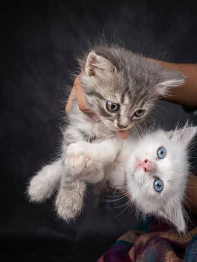 Beautiful Long Hair Persian Type Kittens for Sale – Cute & Fluffy