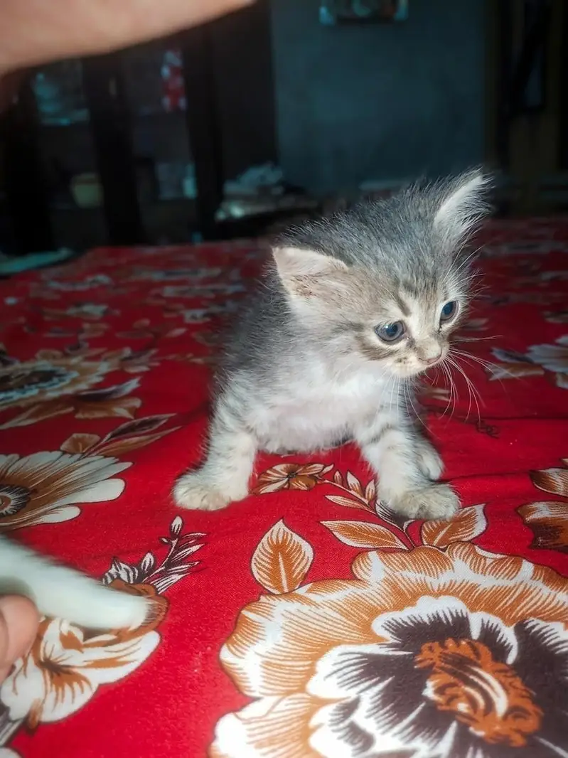 Beautiful Long Hair Persian Type Kittens for Sale – Cute & Fluffy — photo 2