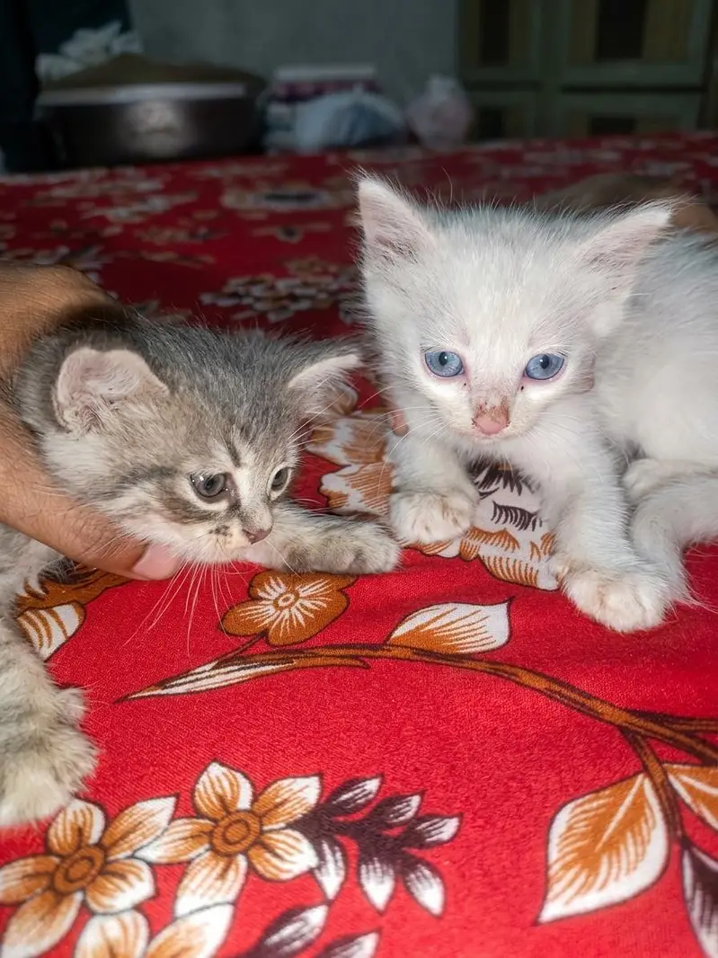 Beautiful Long Hair Persian Type Kittens for Sale – Cute & Fluffy — photo 3