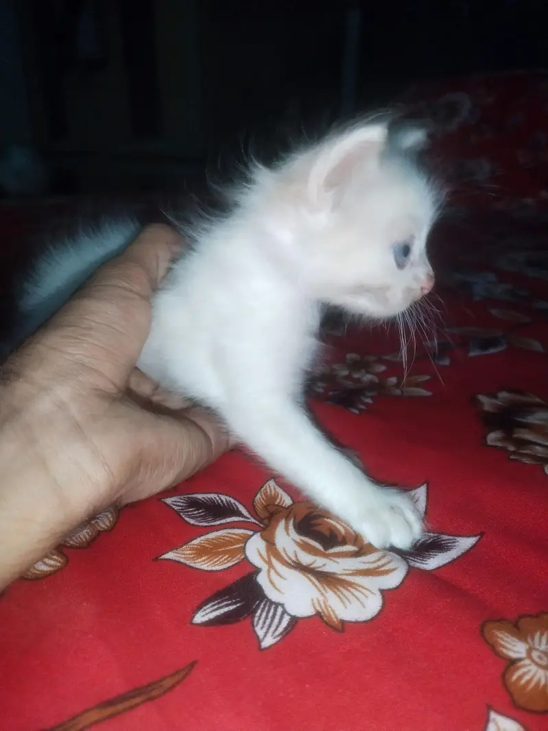 Beautiful Long Hair Persian Type Kittens for Sale – Cute & Fluffy — photo 4