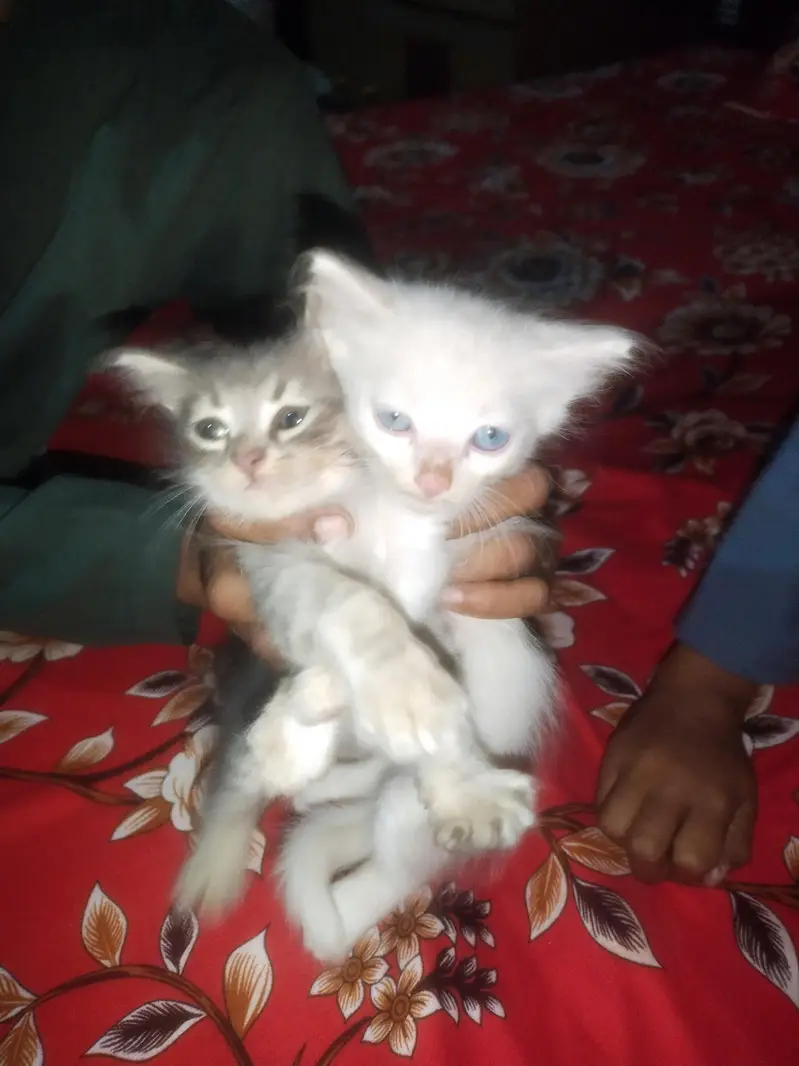 Beautiful Long Hair Persian Type Kittens for Sale – Cute & Fluffy — photo 5