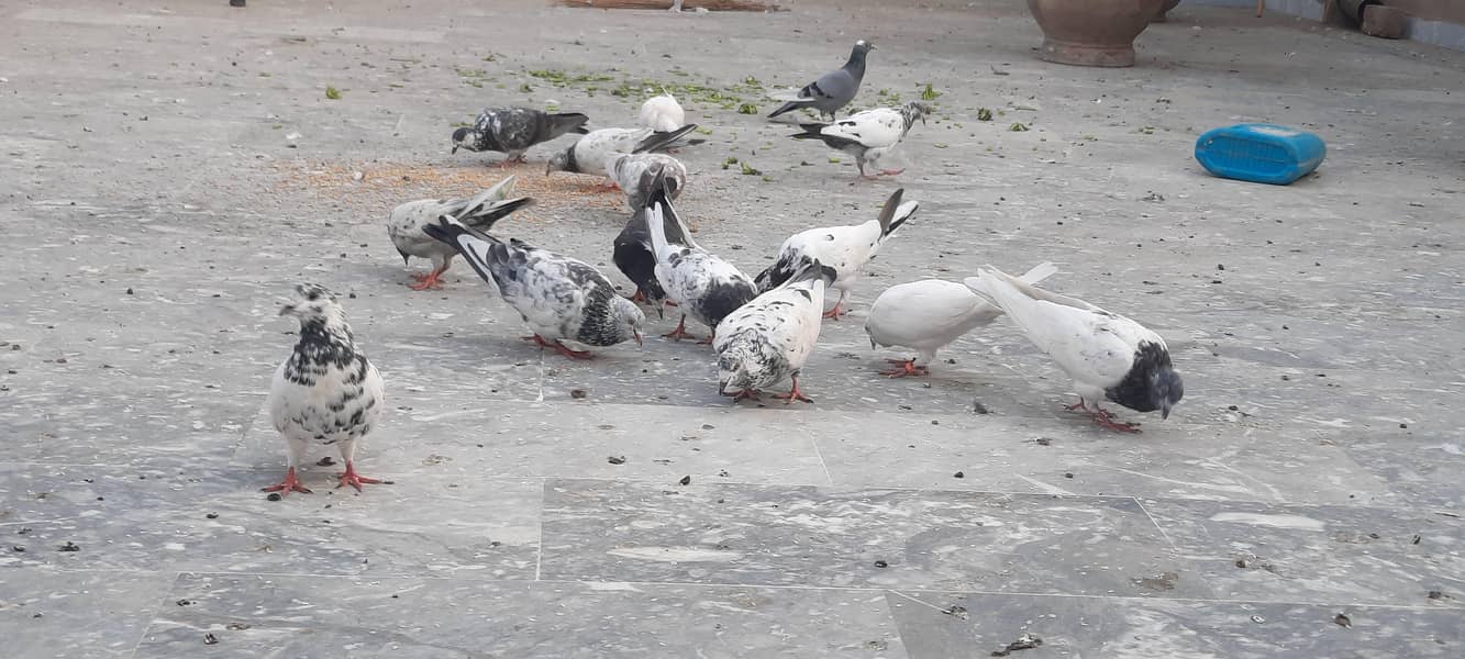 pigeon/kaboter 0