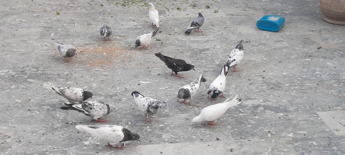 pigeon/kaboter 1