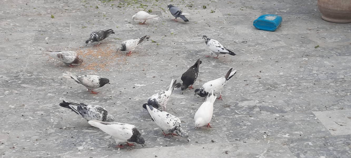 pigeon/kaboter 2