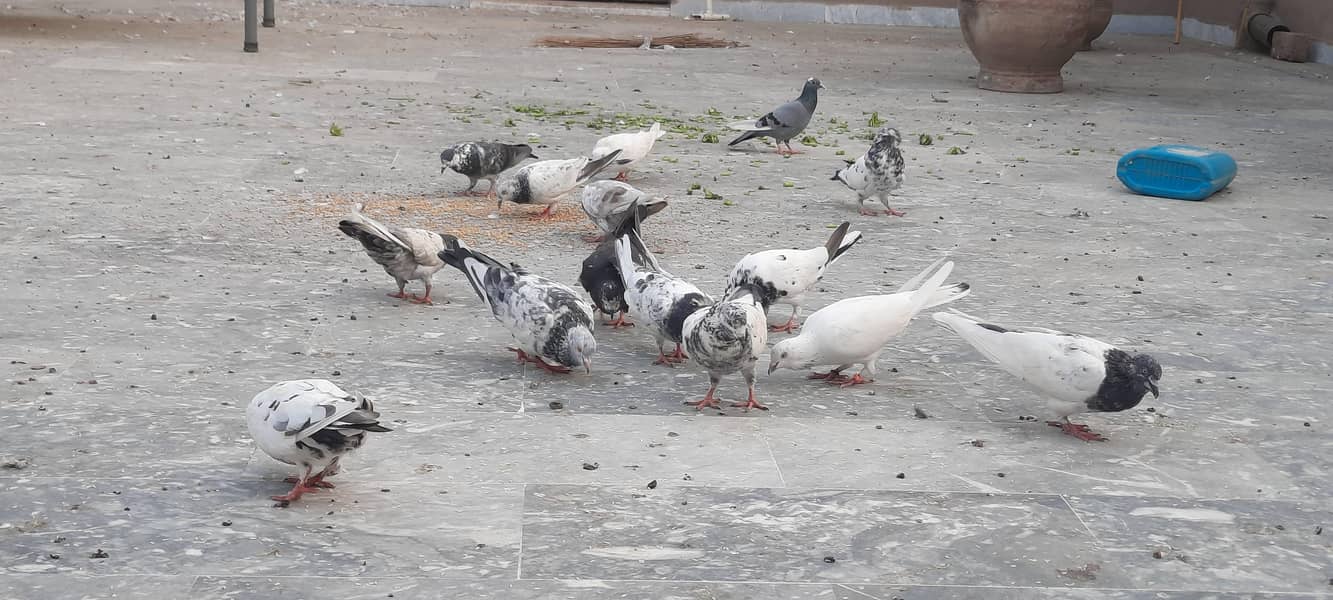 pigeon/kaboter 3