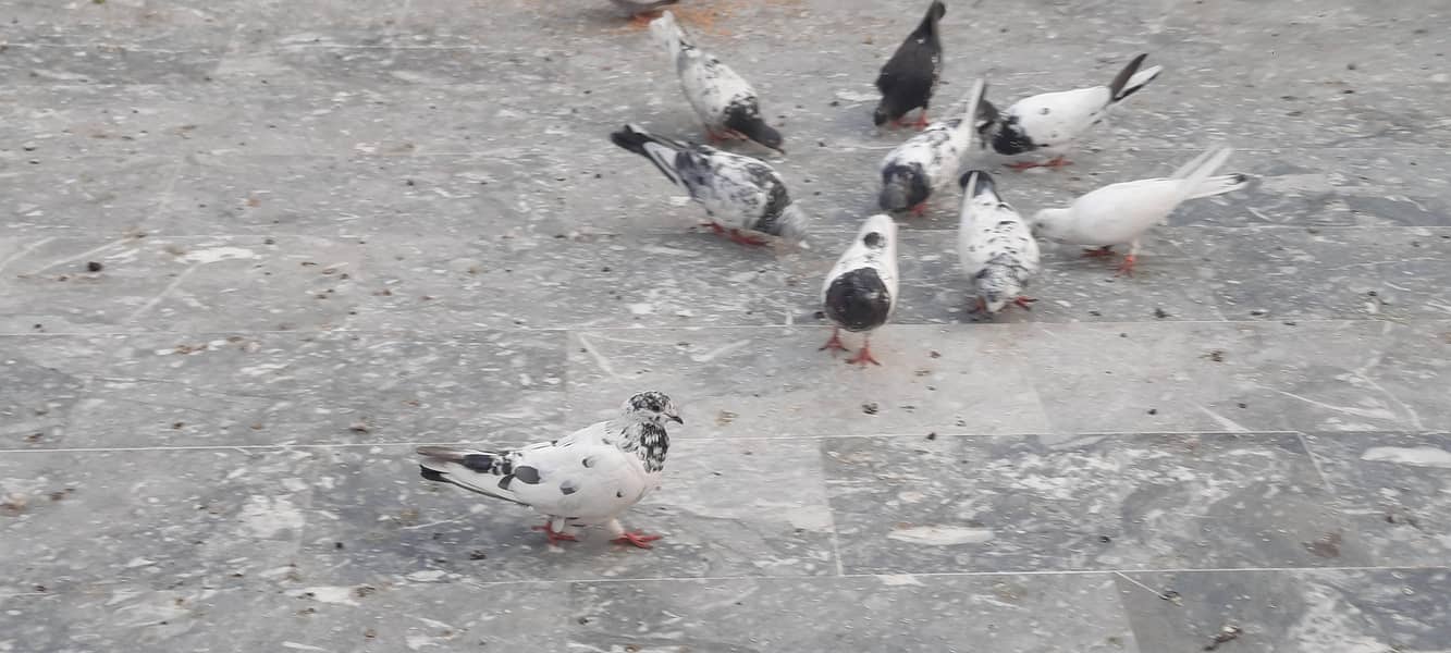 pigeon/kaboter 4