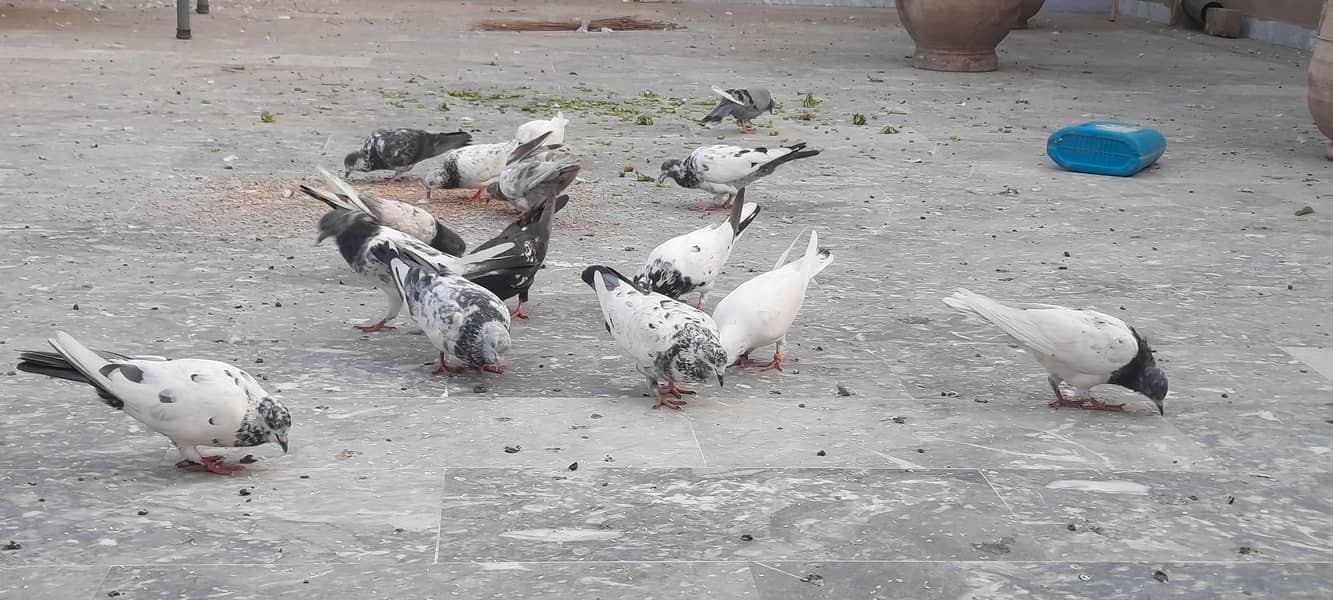 pigeon/kaboter 5