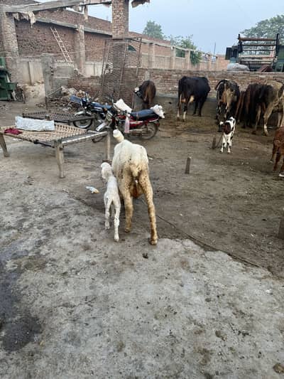 Sheep for sale